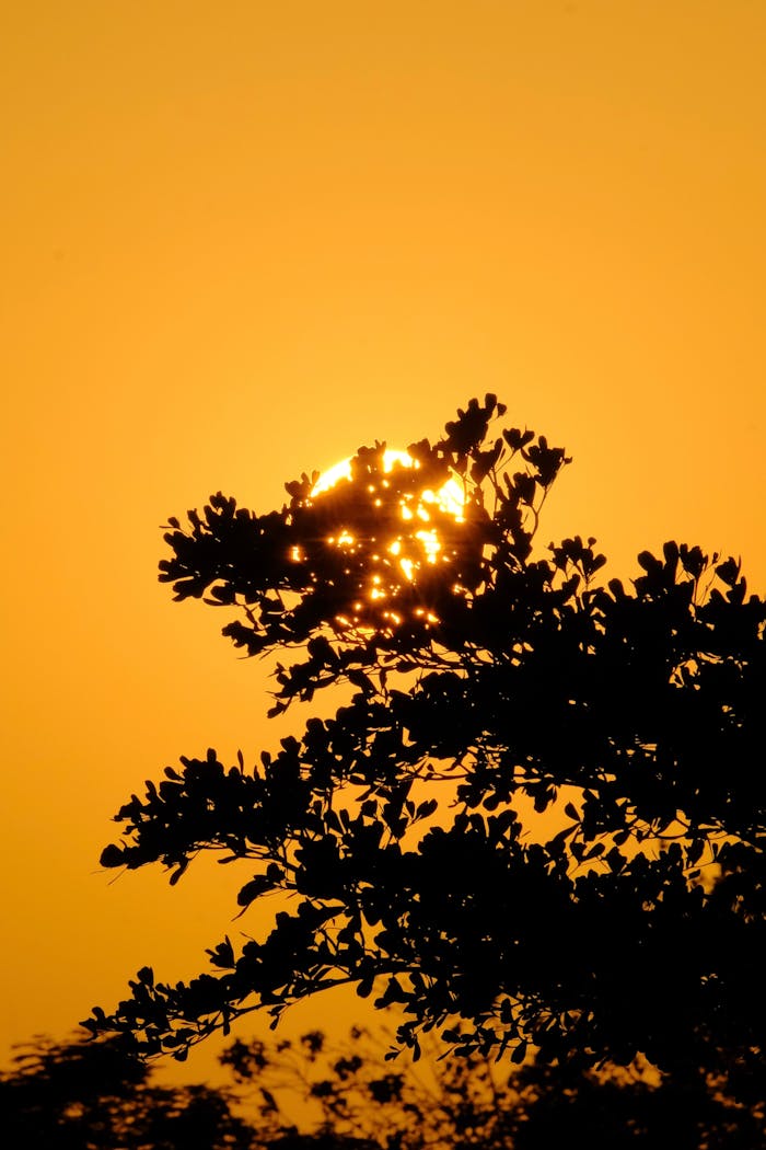 Stunning silhouette of tree branches with sun glowing through during sunset.
