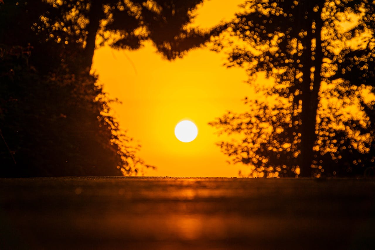 Golden sunset casting silhouettes with trees and a serene glow.