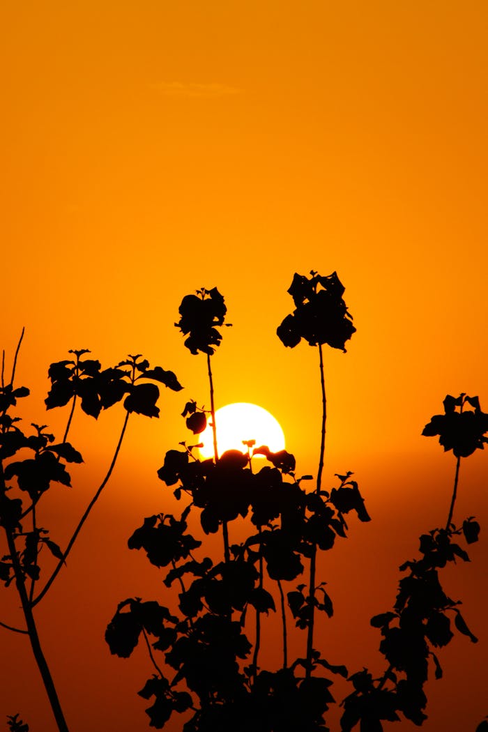 Silhouetted leaves against a bright orange sunset sky creating a serene and scenic view.
