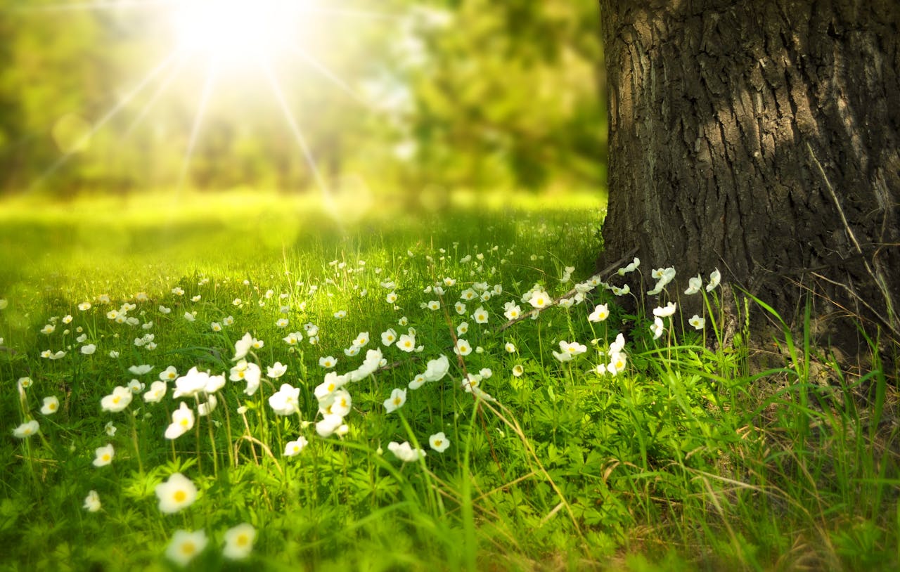 A serene meadow with sunlight illuminating wildflowers and lush grass.
